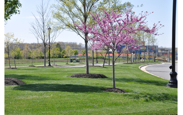 Commercial-landscaping